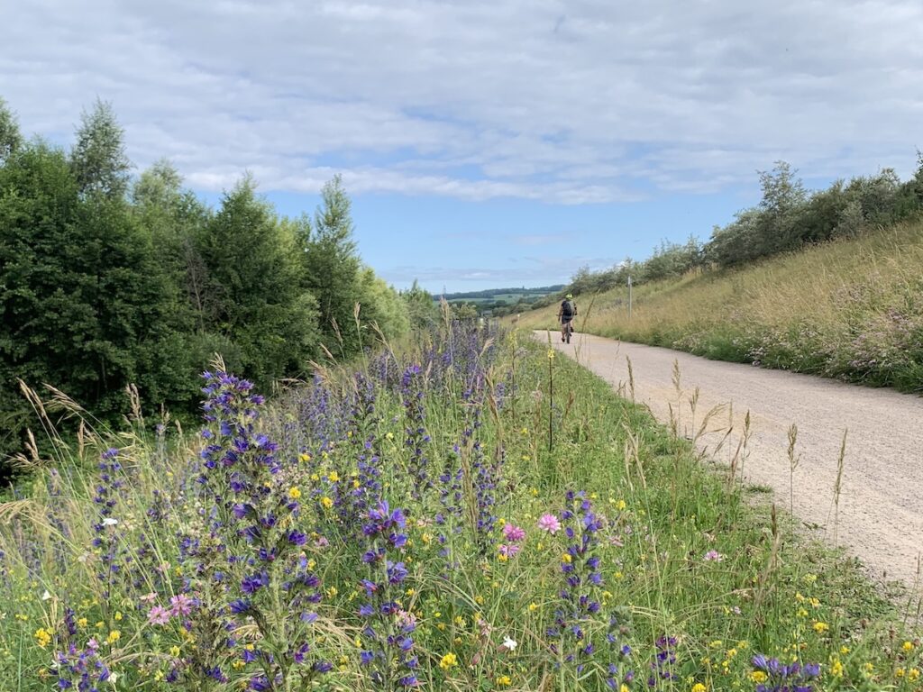blumenwiese radweg rhein