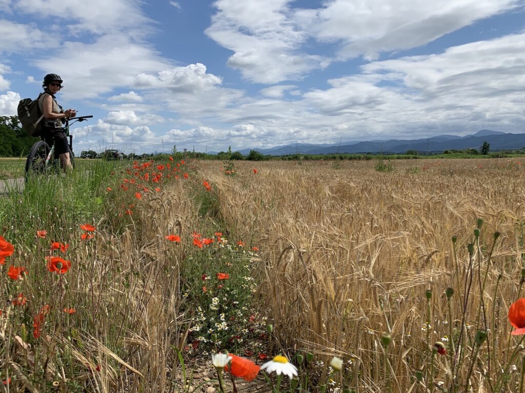 Kornfeld mit klatschmohn mohnfeld mohn