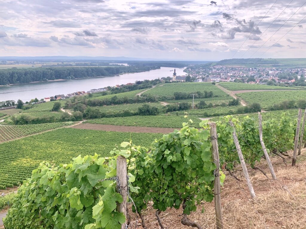nierstein aussicht auf den rhein weinreben