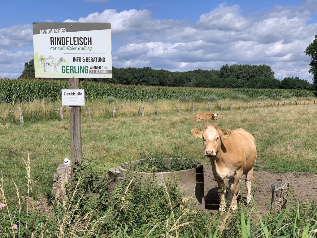 Kuh mit Schild Rindfleisch aus natürlicher Haltung