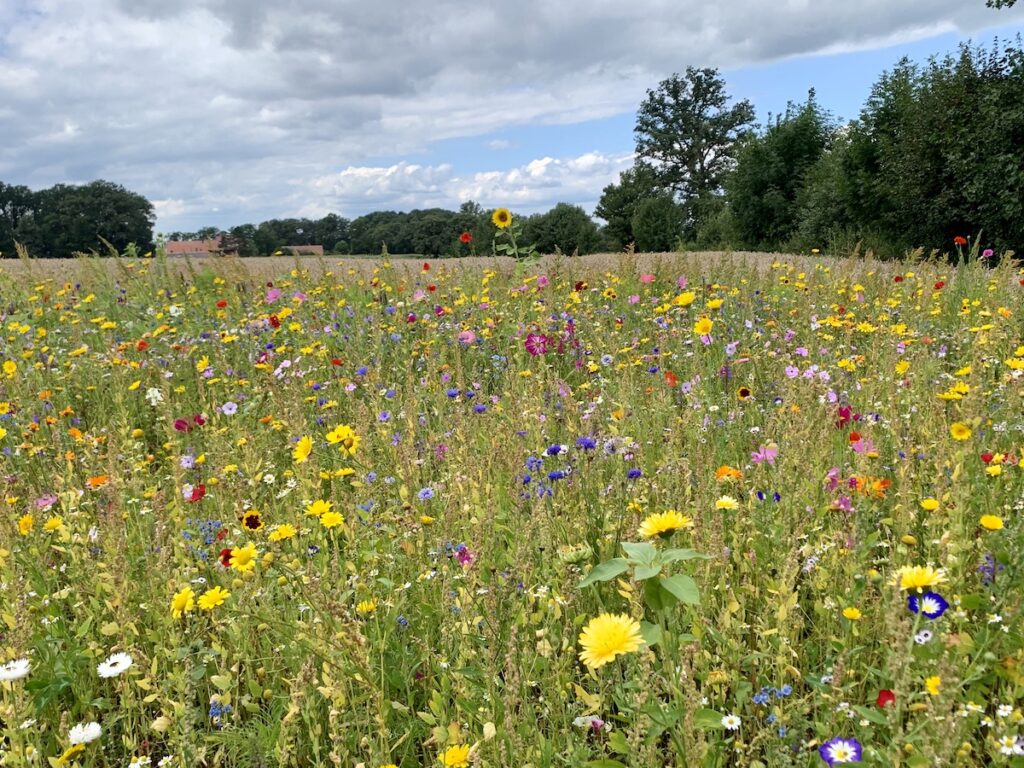 Wilde Blumenwiese in Ochtrup