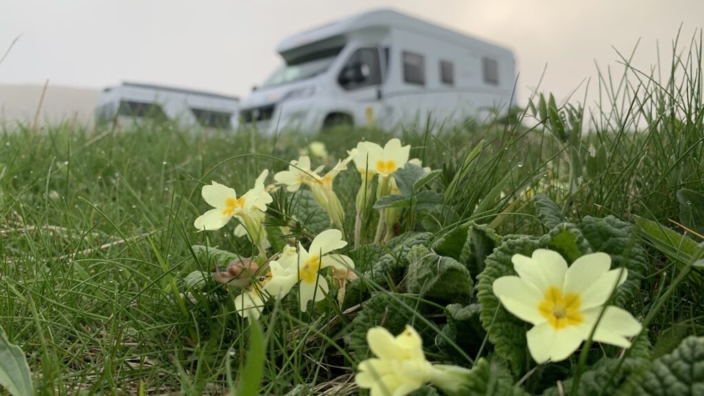 Wohnmobil auf der Wiese mit Primeln Scurrival Campsite