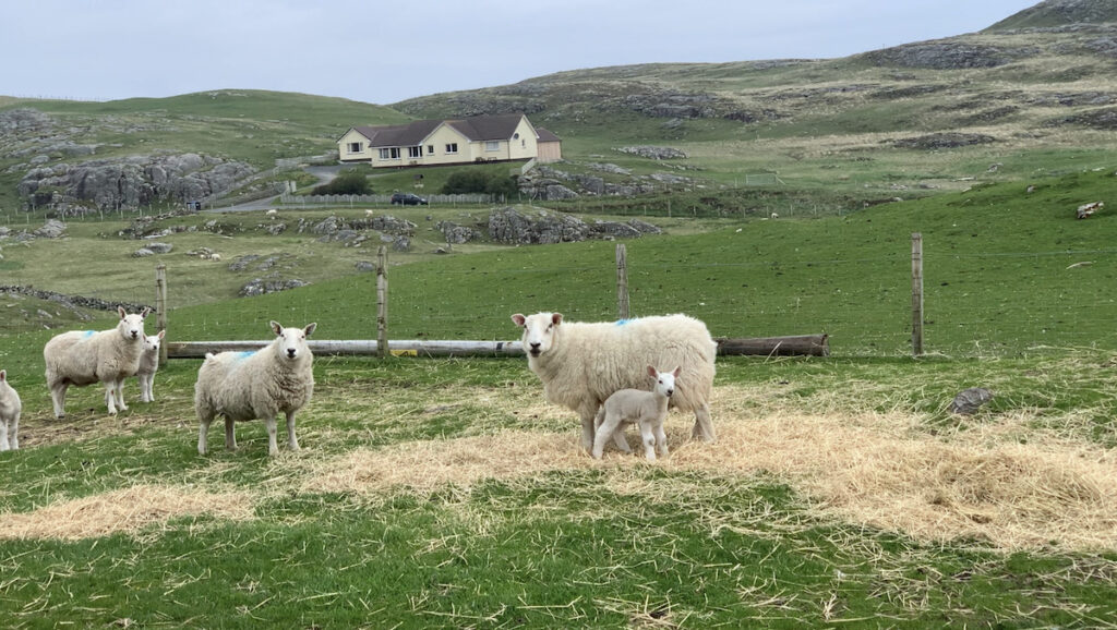 Barra Schafe mit Lamm