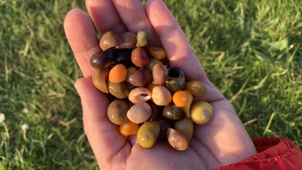 Winkles strandschnecken muscheln