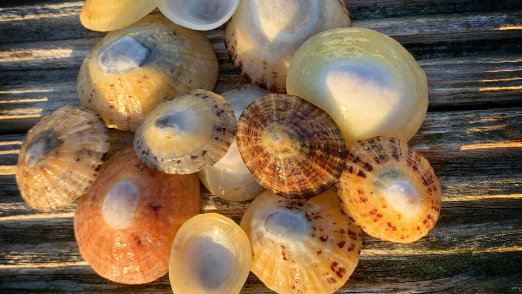Limpets Napfschnecken Muscheln