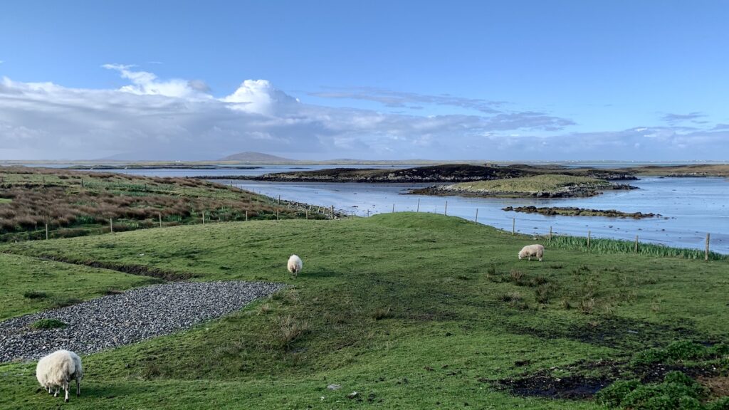 Moorcroft Campsite Schafe