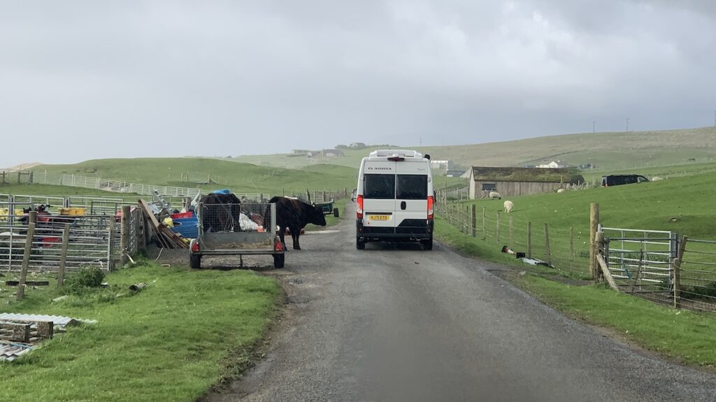 Kuh auf Straße neben Wohnmobil in Sgarasta Bheag