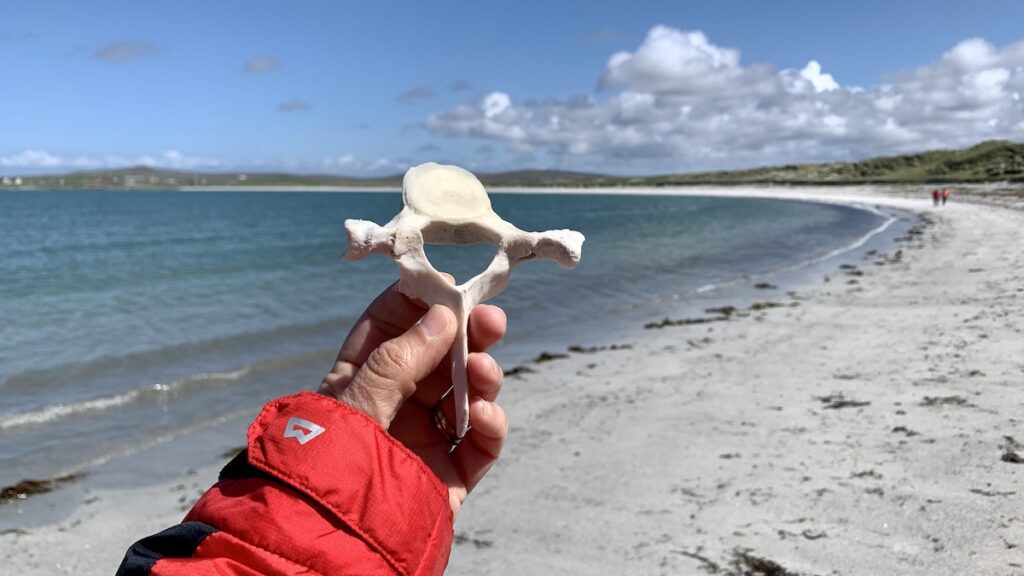 Ich halte einen Knochen am Strand in Balranald North-Uist