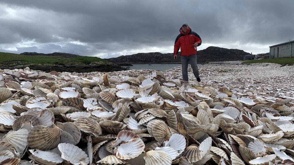 Jakobsmuscheln am Fischverkauf in Kallin auf North-Uist