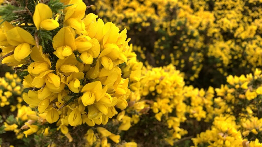 Schottischer Stechginster