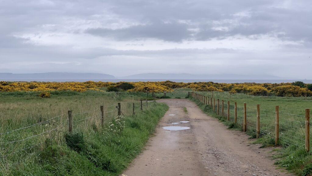 Nairn stechginster duehnen