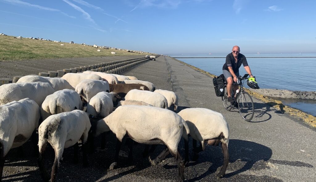 David fährt mit seinem Fahrrad am Norddeich vorbei an einer Schafherde