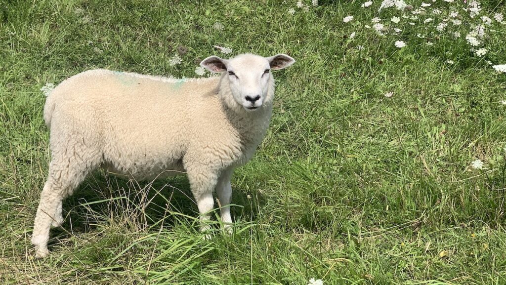 Schaf am Deich